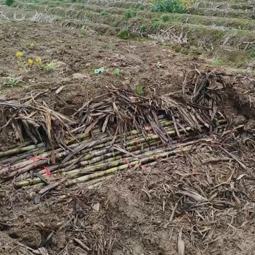 湖北本地青皮甘蔗大量供应