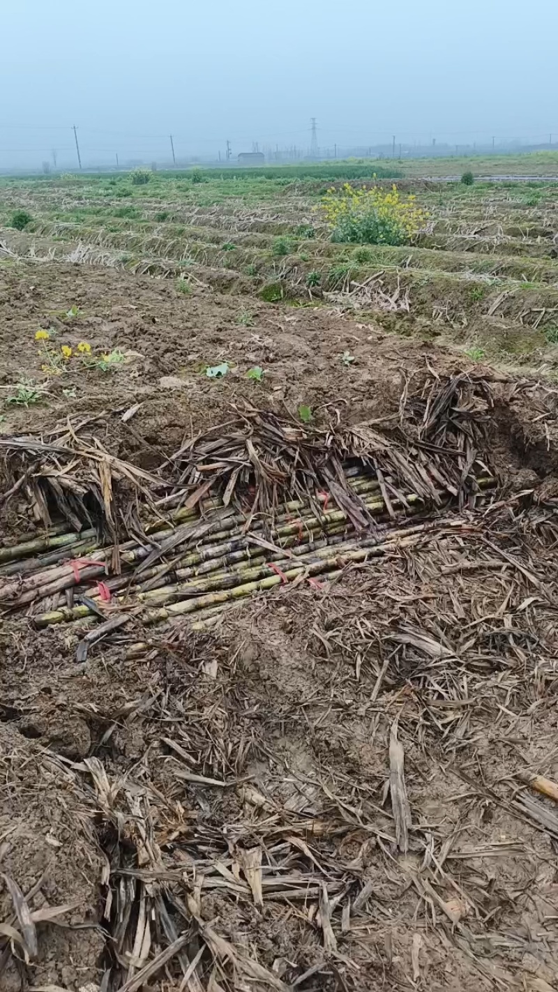 湖北本地青皮甘蔗大量供应