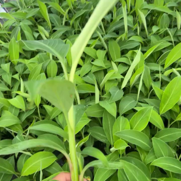 桂蕉一号、小米蕉、红香蕉苗，杯苗成活率高，好管理