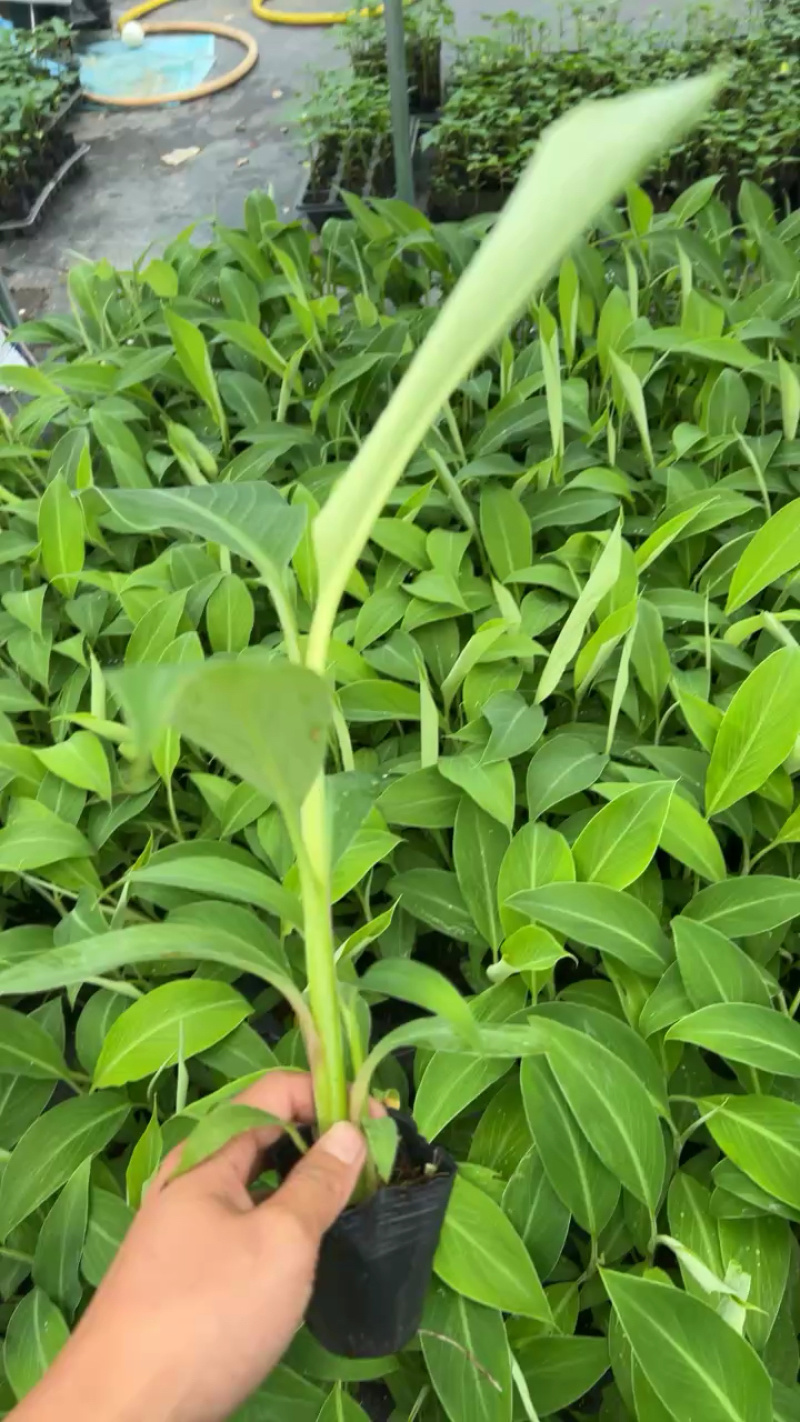 桂蕉一号、小米蕉、红香蕉苗，杯苗成活率高，好管理