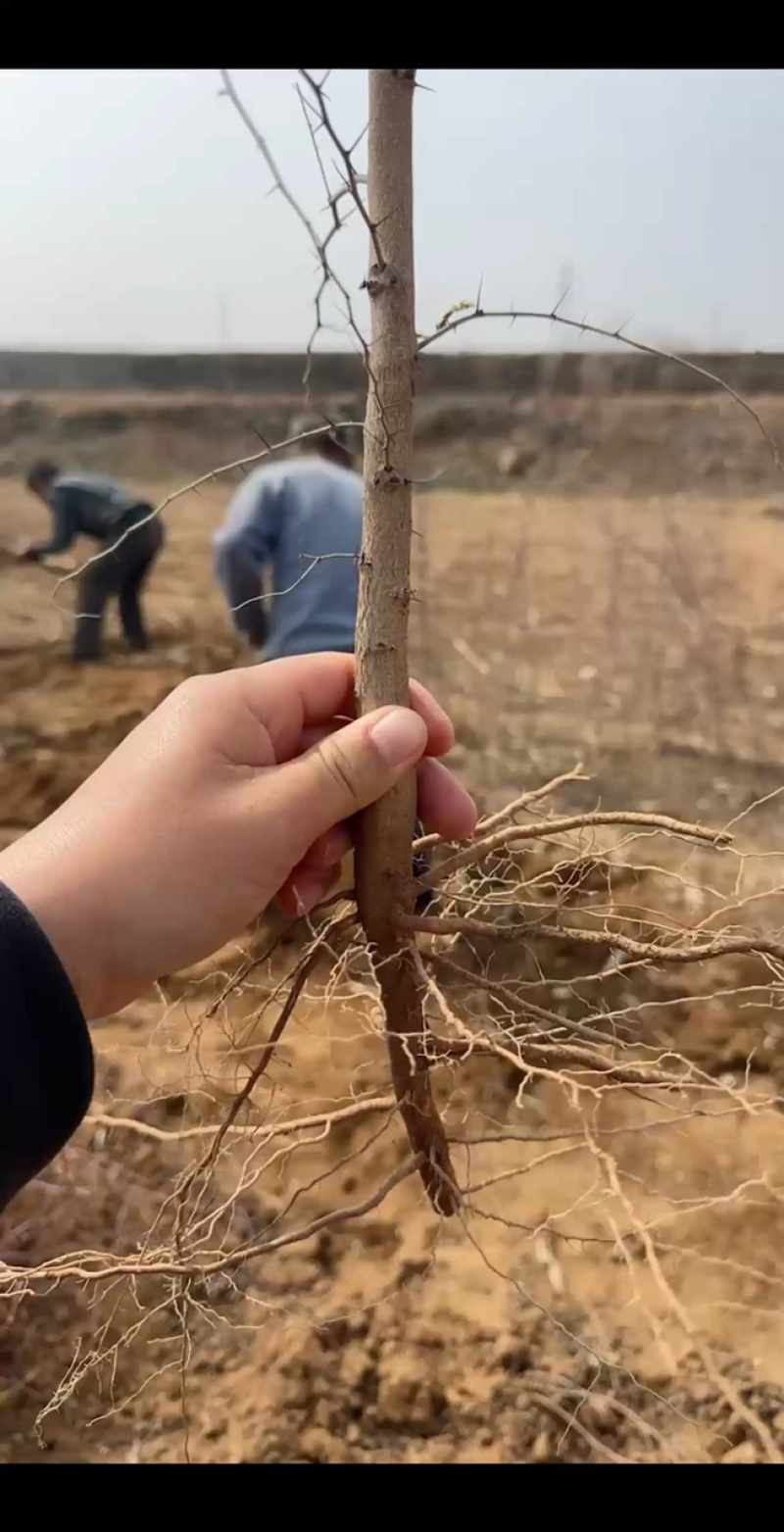 优质酸枣苗。药用酸枣苗。双仁酸枣苗。现挖现发。诚信经营
