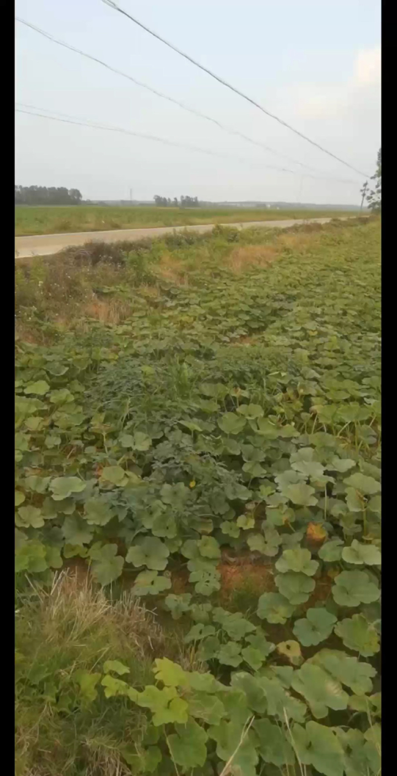 精品贝贝南瓜