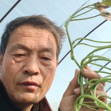 脱毒原种龙薯九，大田龙九，凉风4天，基地供苗
