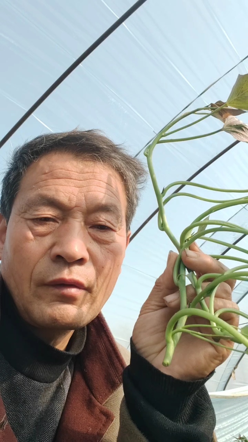 脱毒原种龙薯九，大田龙九，凉风4天，基地供苗