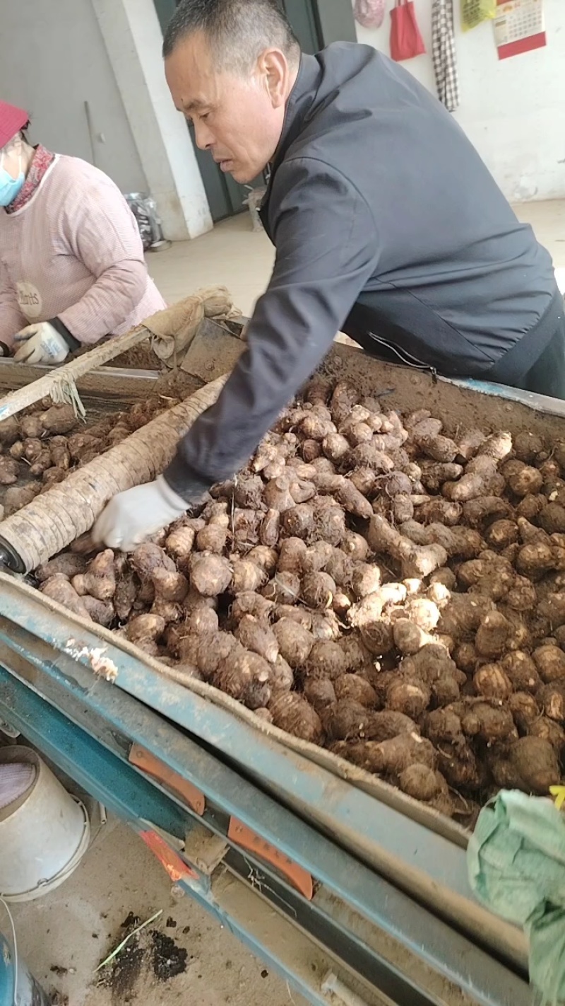 莒县精品芋头，各种分级毛芋头产地直发货量充足量大从优