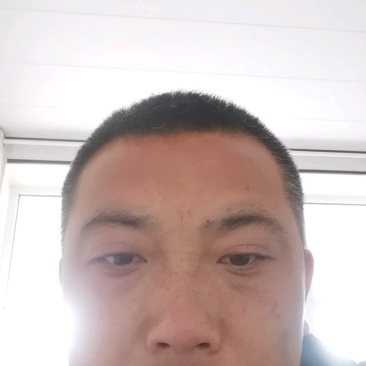雪花梨大量上市产地直发货源充足诚信经营欢迎电话联系