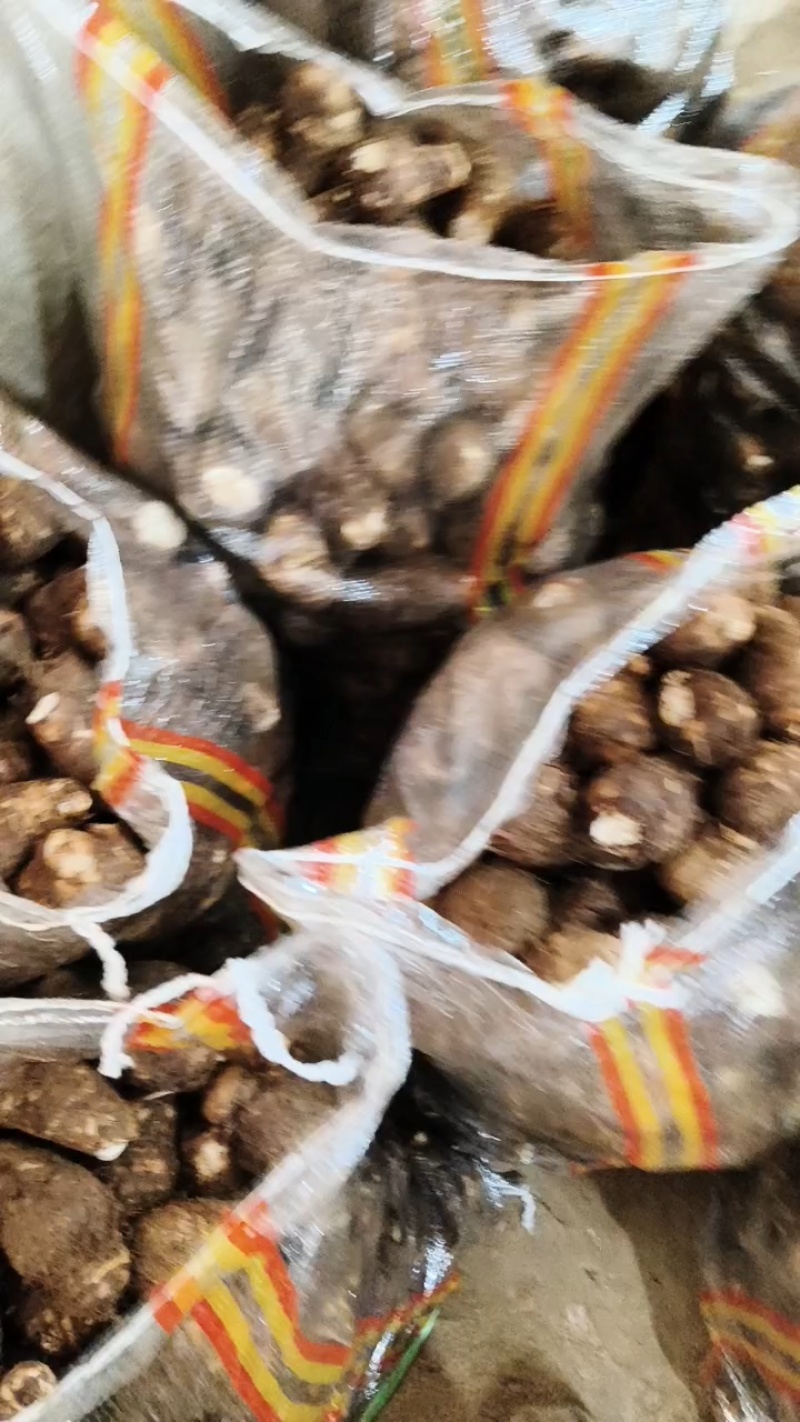 大球芋头分拣中，果形饱满一块七！