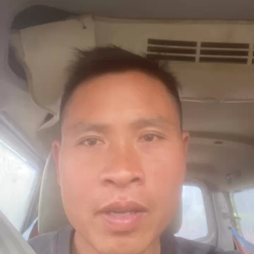 纽荷尔脐橙苗桂林纽荷尔脐橙苗（质量保证正宗）