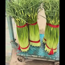 淮阳精品白帽蒜苔红帽蒜薹大量供应产区直供专业代办