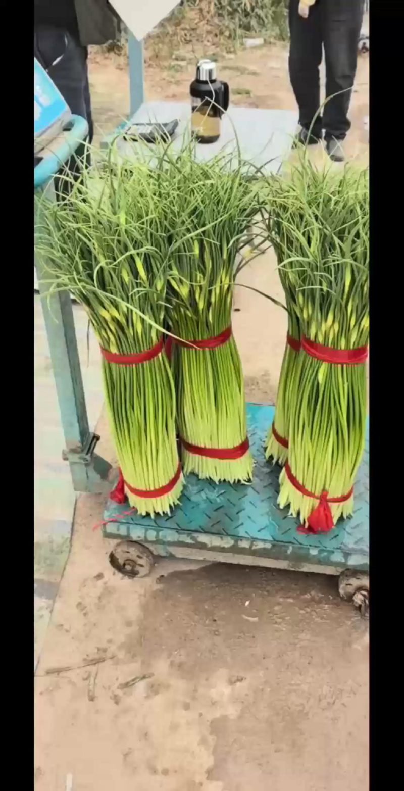 淮阳精品白帽蒜苔红帽蒜薹大量供应产区直供专业代办