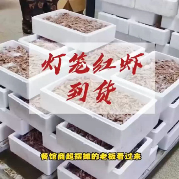 灯笼红虾、一手货源。