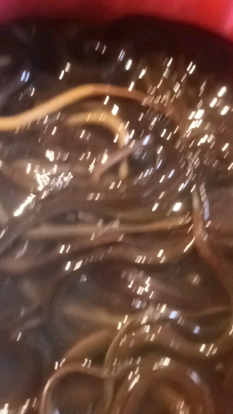 稻田土鳝鱼