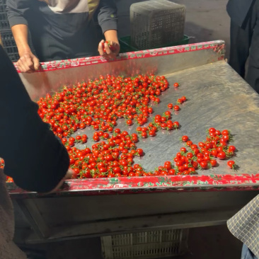 圣女果山东精品千禧圣女果大量上市口感甜量大从优