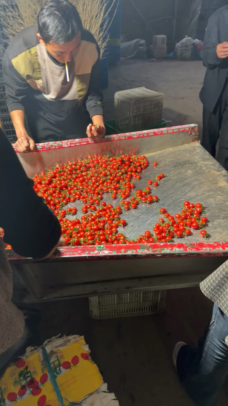 圣女果山东精品千禧圣女果大量上市口感甜量大从优