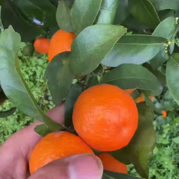砂糖橘马上大量上市了，欢迎广大电商，老板前来咨询