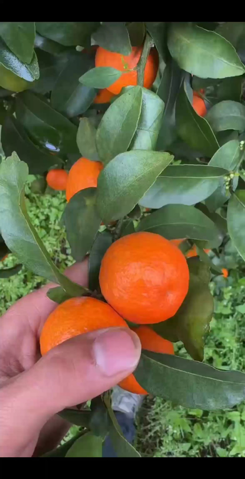 砂糖橘马上大量上市了，欢迎广大电商，老板前来咨询