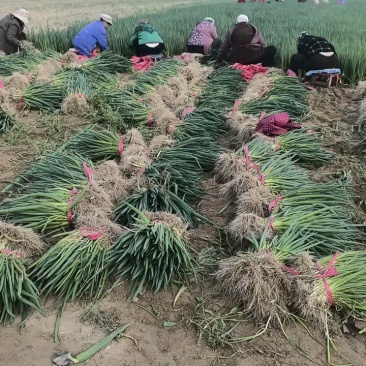 长白葱苗，钢葱苗，常年供应，量大优惠，欢迎考察，可预定