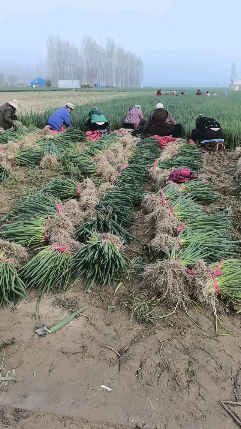 长白葱苗，钢葱苗，常年供应，量大优惠，欢迎考察，可预定