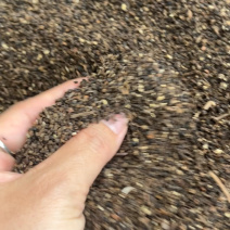 批发统货越南黑胡椒籽云南黑胡椒皮量大价优打粉神器