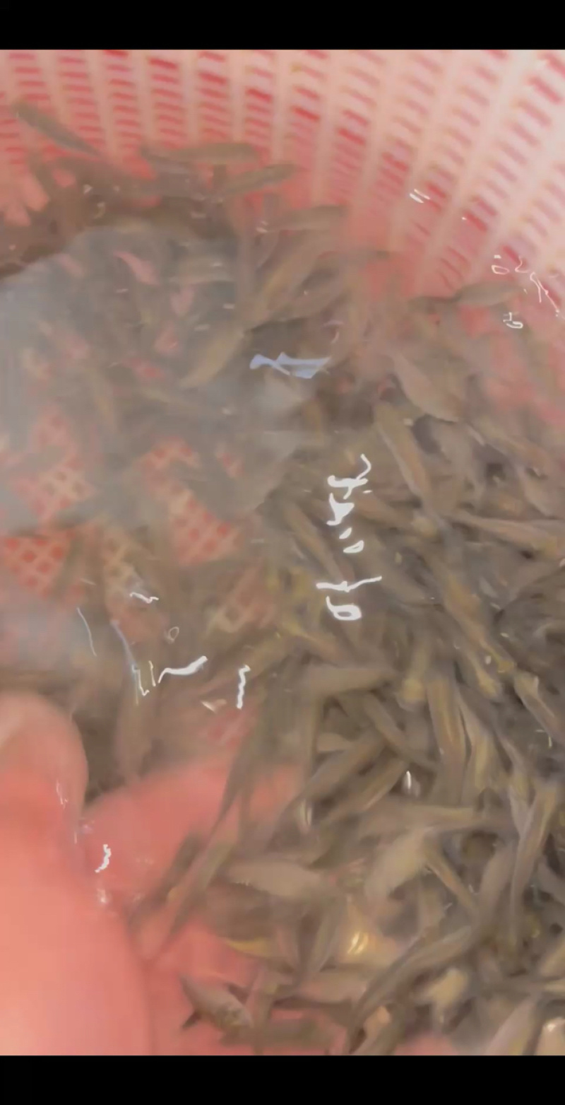 优质鲫鱼苗中科5号鲫鱼苗淡水湘云鲫彭泽鲫鱼高背鲫鱼广州