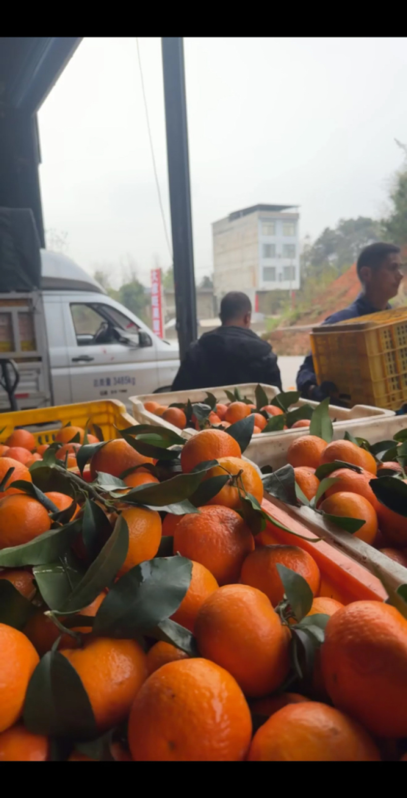广西沃柑，纯甜无渣，外贸出口，对接电商，市场，商超，