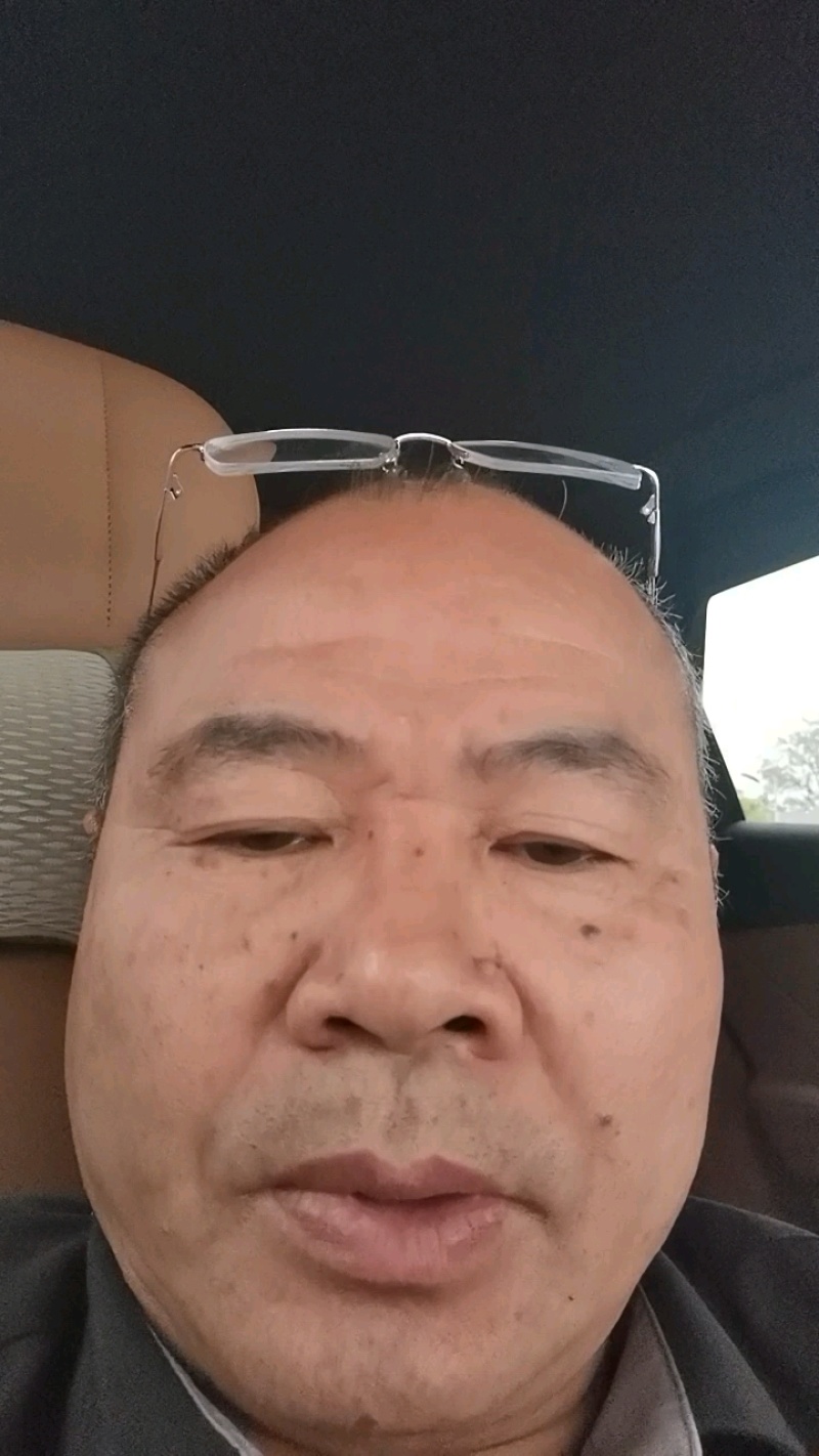 半枫荷嫁接苗，各种规格常年供应大量有货