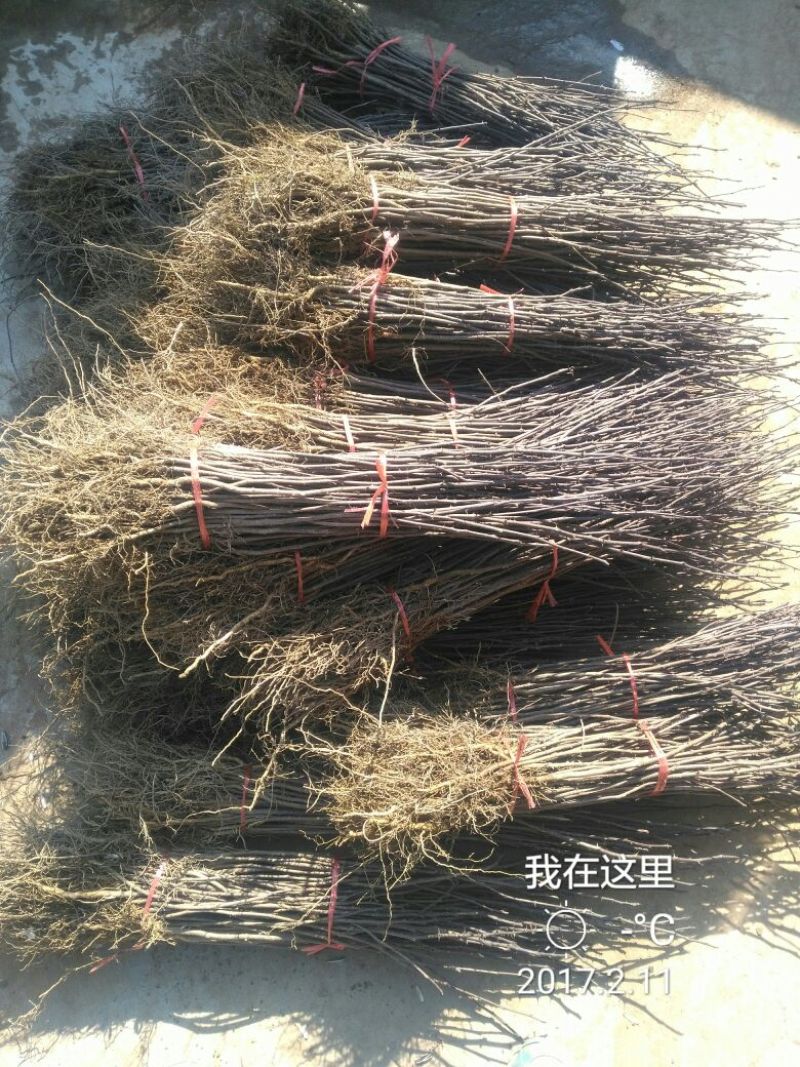 花椒苗1~2年