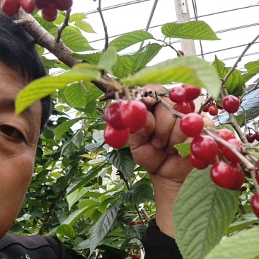红灯黄蜜红宝石樱桃山东枣庄露天樱桃成熟
