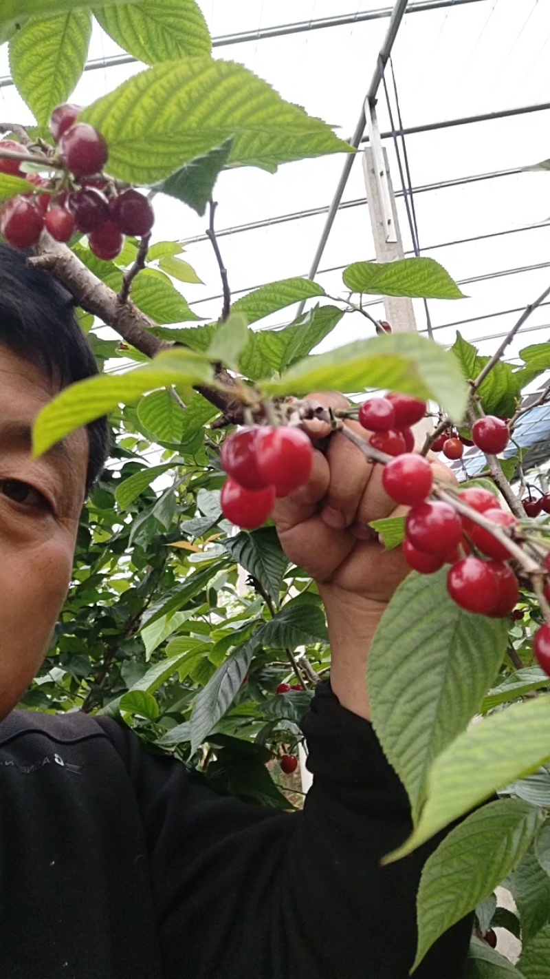红灯黄蜜红宝石樱桃山东枣庄露天樱桃成熟