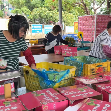 广东白心芭乐自家果园货源充足质量保证可产地看货