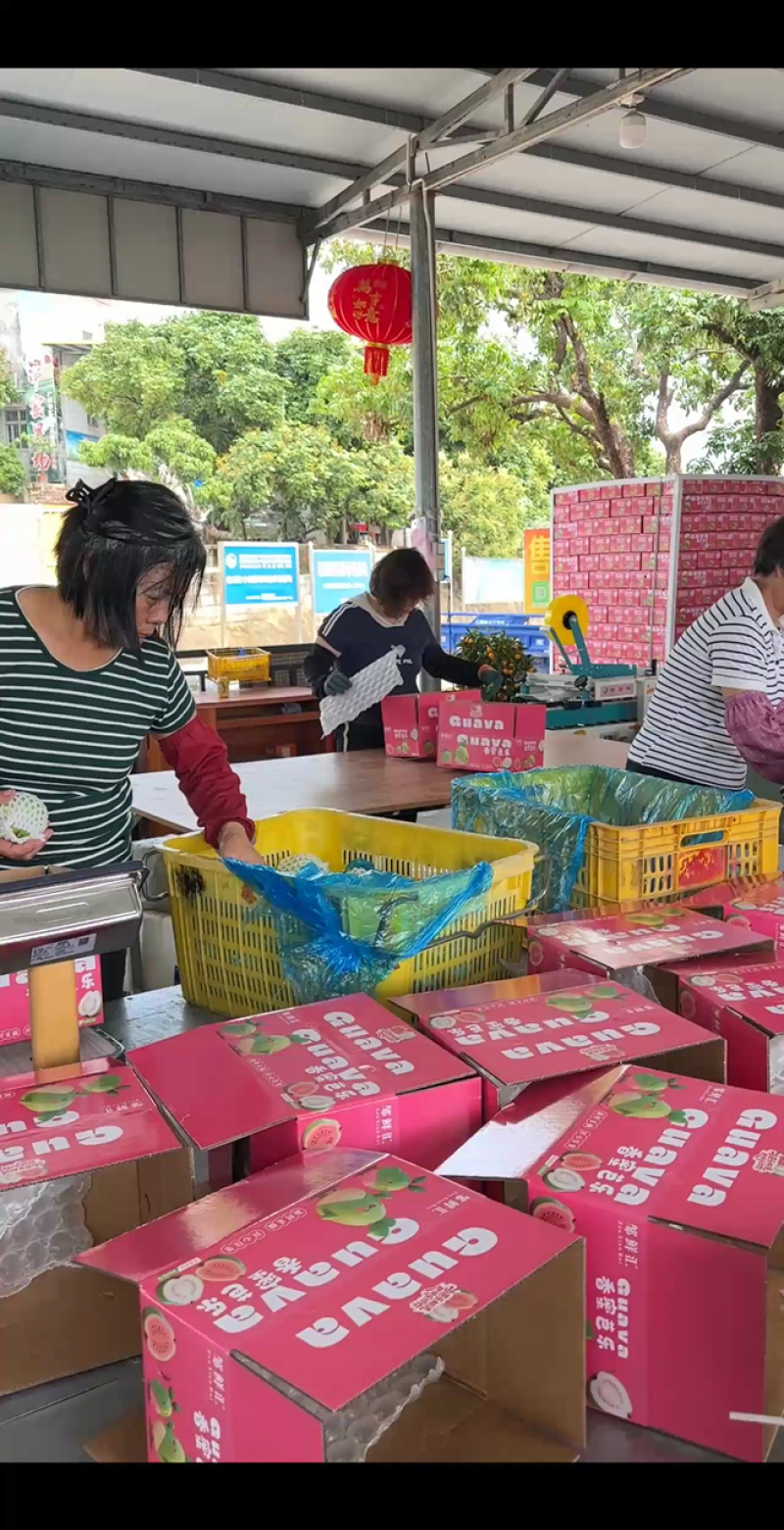 广东白心芭乐自家果园货源充足质量保证可产地看货
