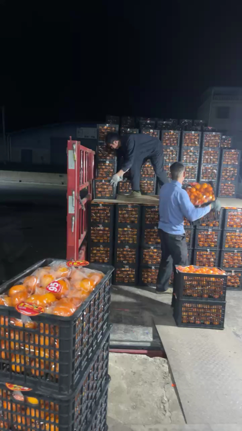 广西桂林精品沃柑，产地直供，代收代发