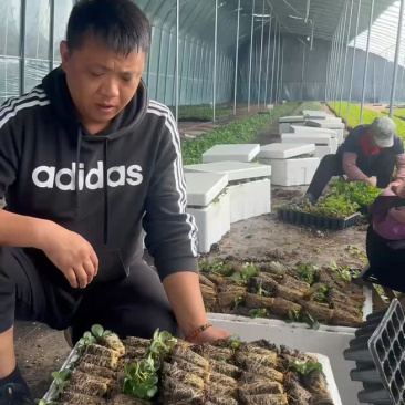 优质天仙醉草莓苗产地批发保质保量坏苗包赔