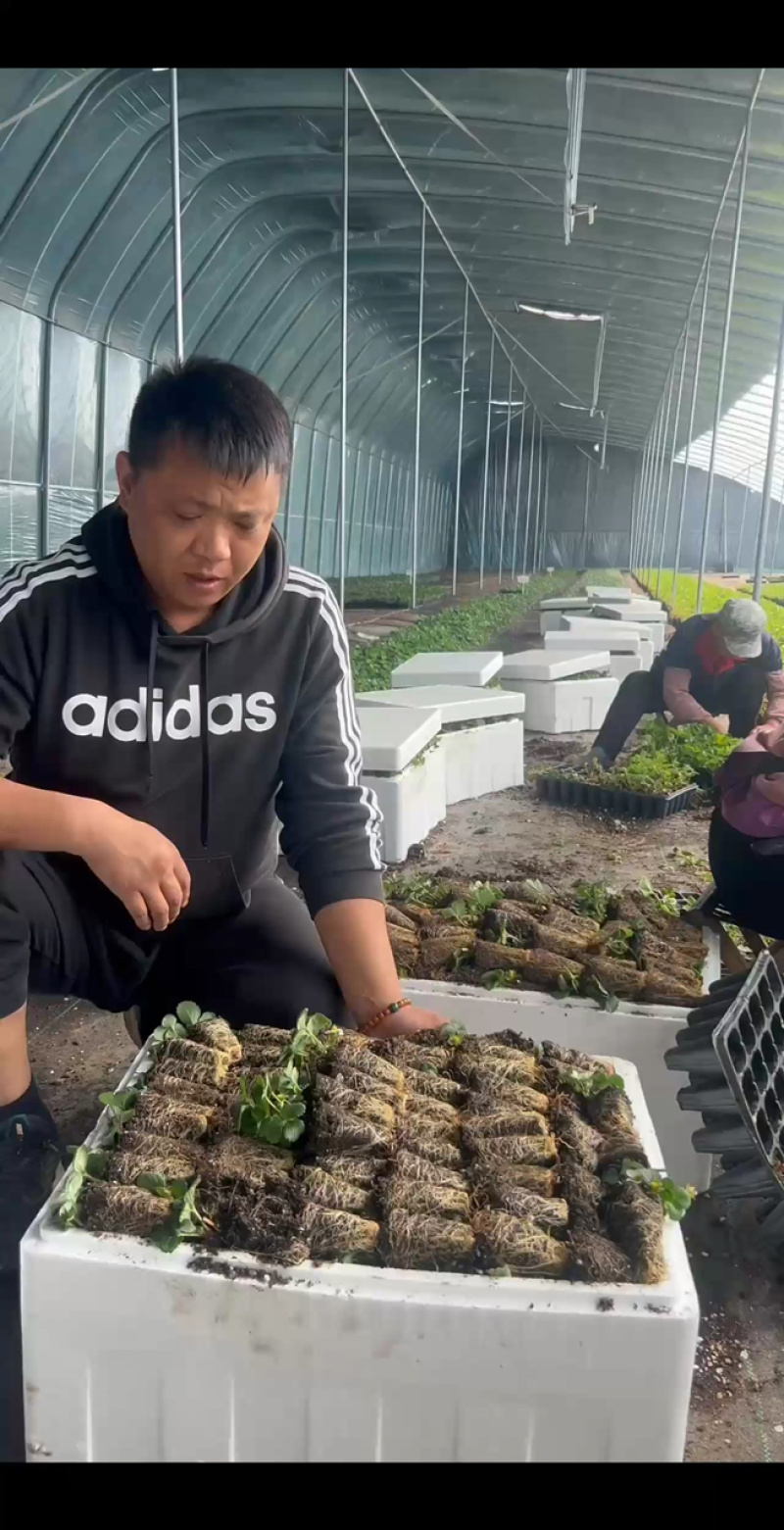 优质天仙醉草莓苗产地批发保质保量坏苗包赔