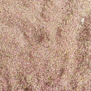 河北赵县杏花粉自产自销质量保证欢迎来电咨询