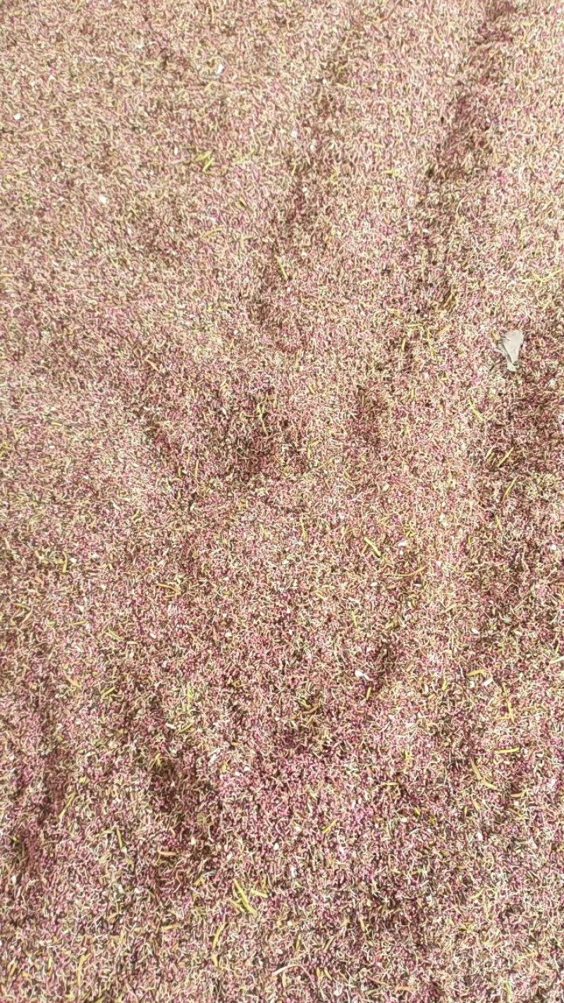 河北赵县杏花粉自产自销质量保证欢迎来电咨询