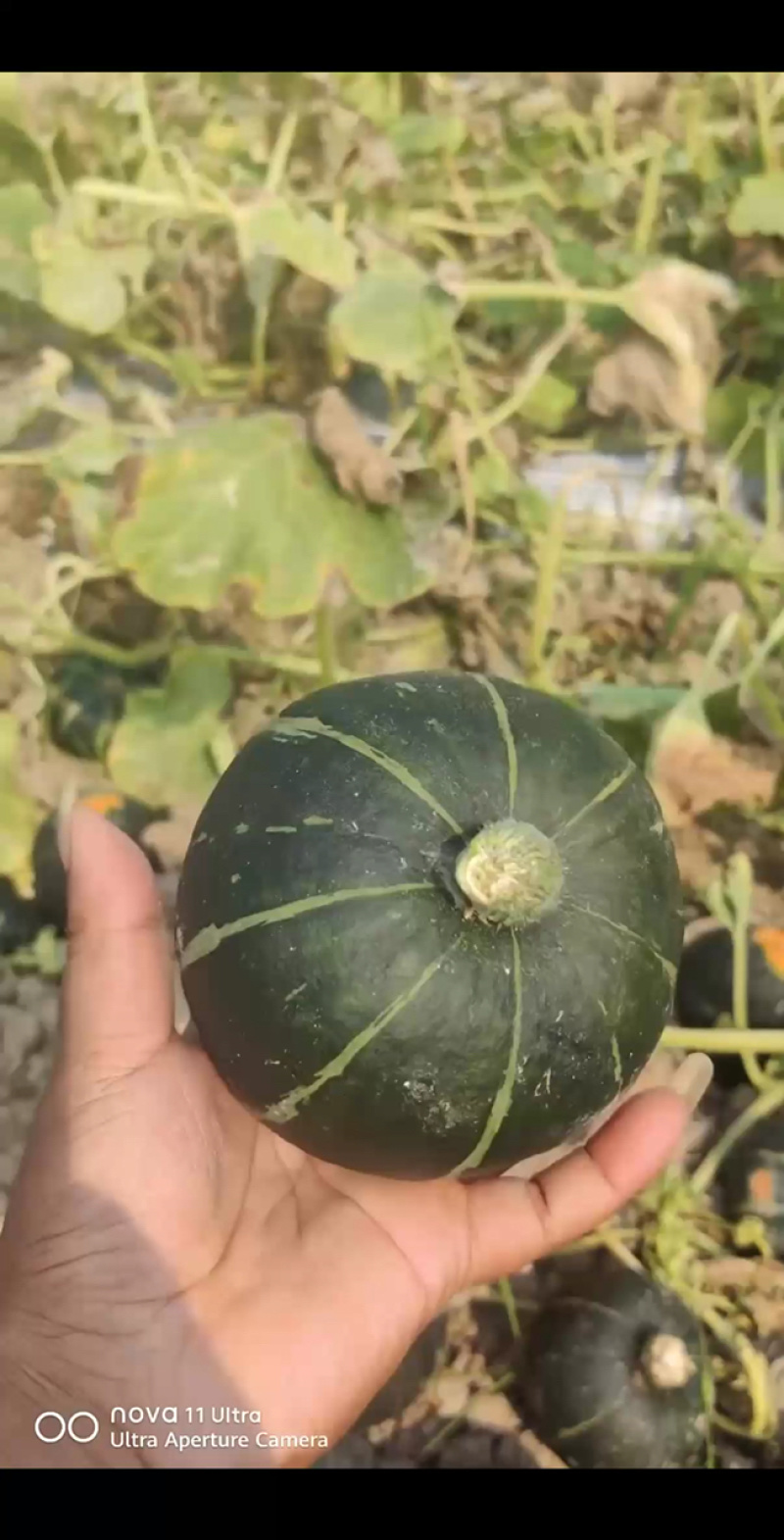 广东雷州产区贝贝南瓜大量上市，对接市场，商超，质量保证