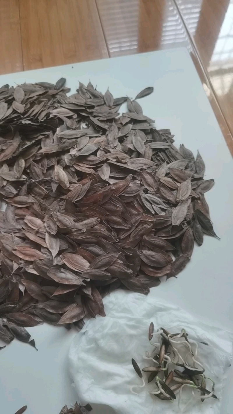 十万亩杜仲种植基地，可供杜仲树叶100吨，产地大量供应