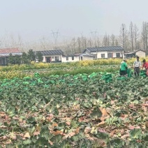 精品圆包菜产地直发一手货源质量保证全国发货