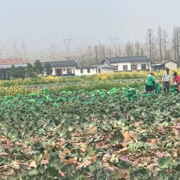 精品圆包菜产地直发一手货源质量保证全国发货