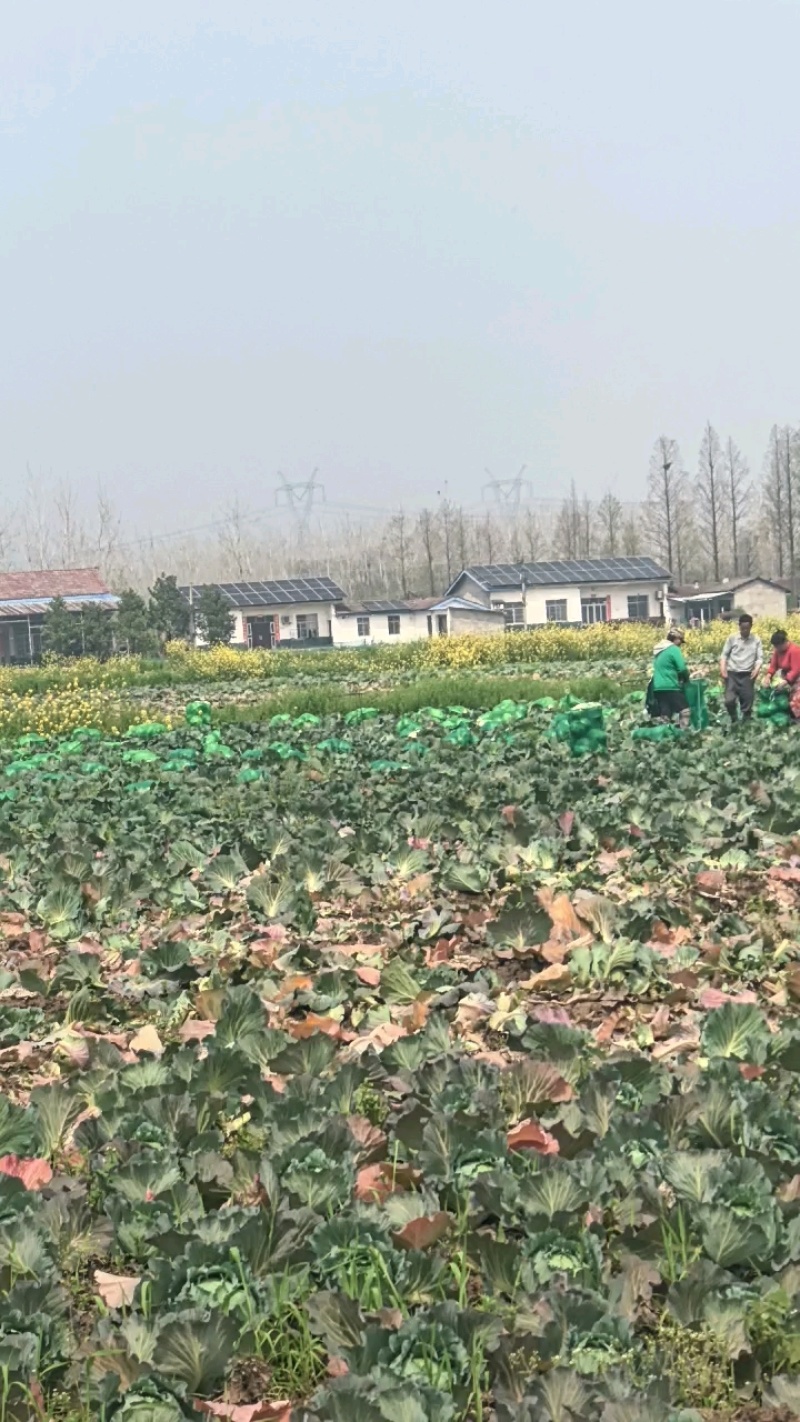 精品圆包菜产地直发一手货源质量保证全国发货