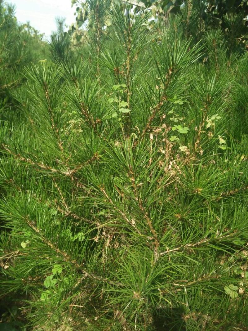 松树苗80~100cm