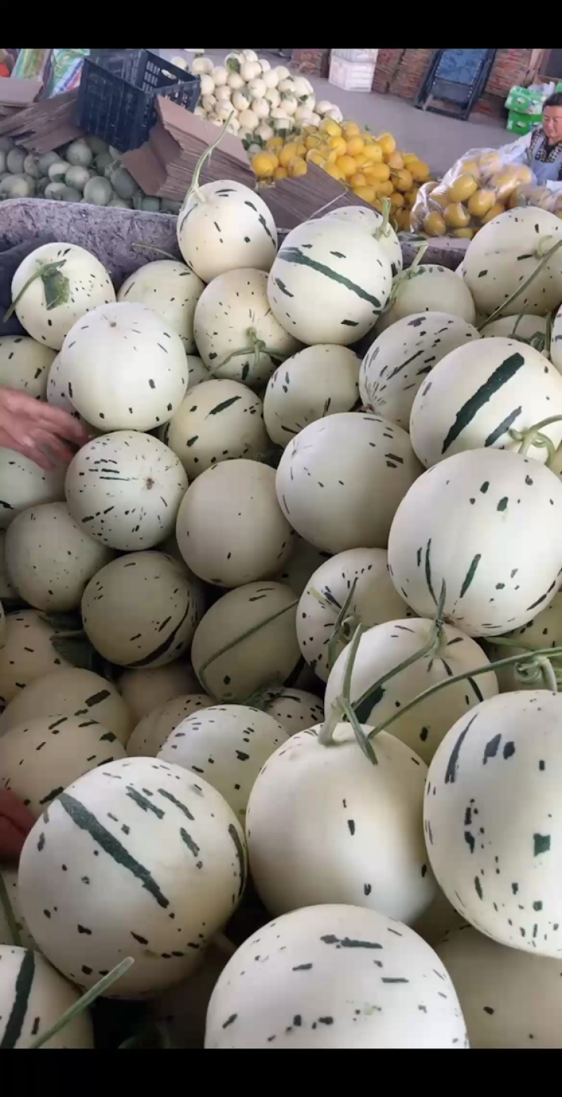 蜜露甜瓜🍈价格美丽，口感：香糯甜