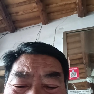 山东紫光圆茄基地直发对接全国量大从优一条龙服务