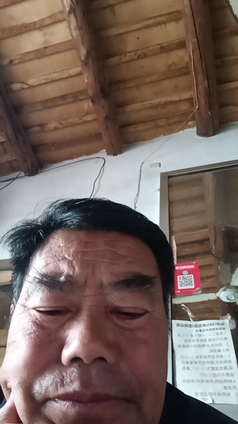 山东紫光圆茄基地直发对接全国量大从优一条龙服务