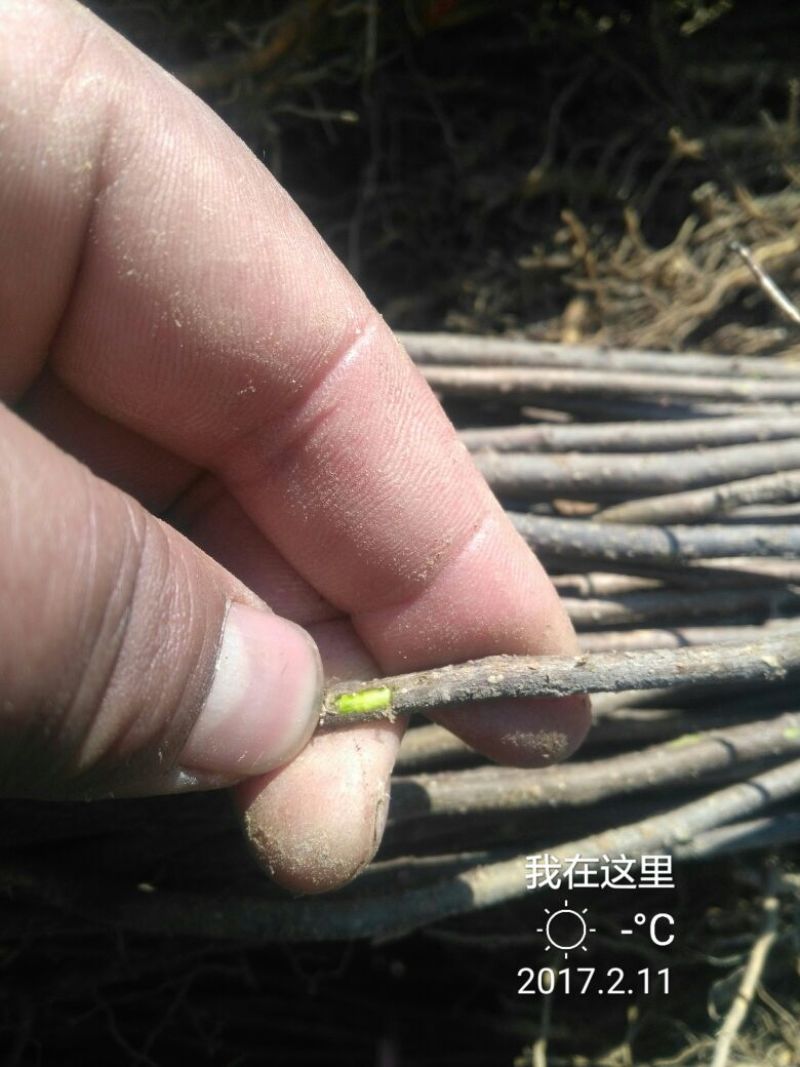 花椒苗1~2年