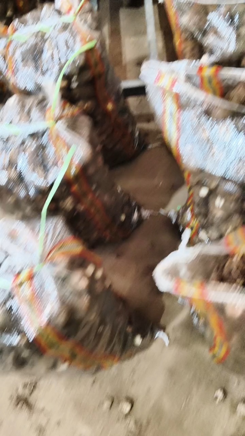 大球芋头分拣中，果形饱满一块七！