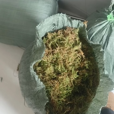 贵州深山干苔藓
