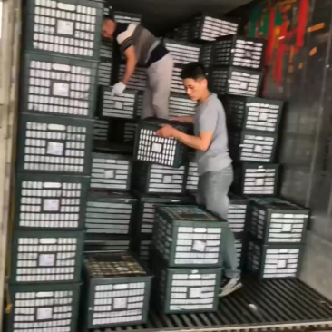 大青白金到货，老板速来验货！