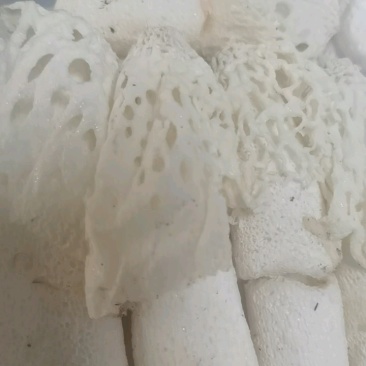 红托竹荪花，品质保证，产地直发，价格优惠，实力商家